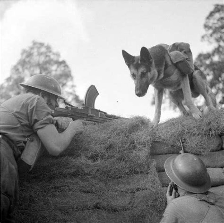 30 Surreal Historical Photos Of Military Animals In Action