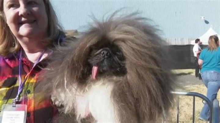 A Pekingese Has Just Been Named The World's Ugliest Dog