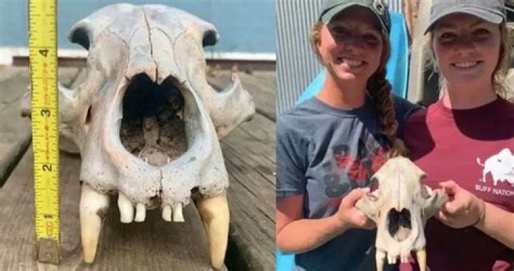 Ancient Bear Skull Discovered By Kayaking Sisters In Kansas