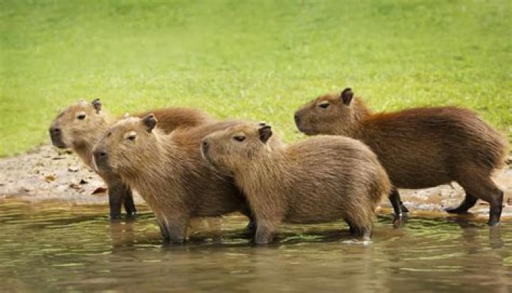 From Otters To Capybaras, 6 Weird Pets That You Could Actually Own