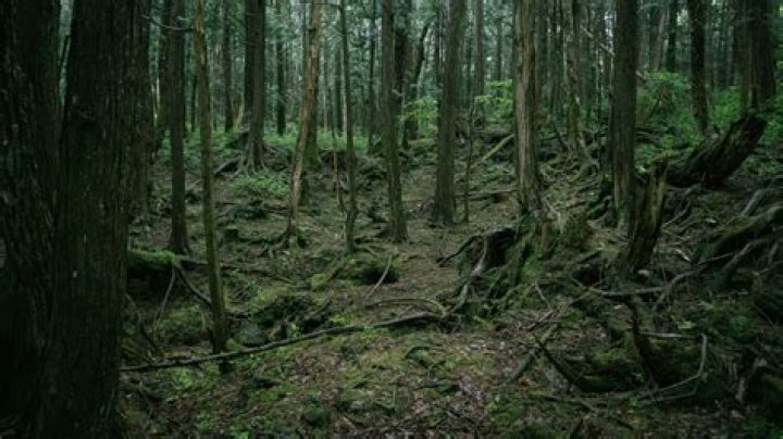 Inside Aokigahara, The Haunting 'Suicide Forest' Of Japan