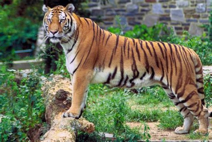 Rangers In India Turn To Calvin Klein Fragrance To Help Lure Killer Tiger