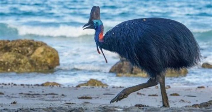 Study Suggests Early Humans Tried Domesticating Cassowaries